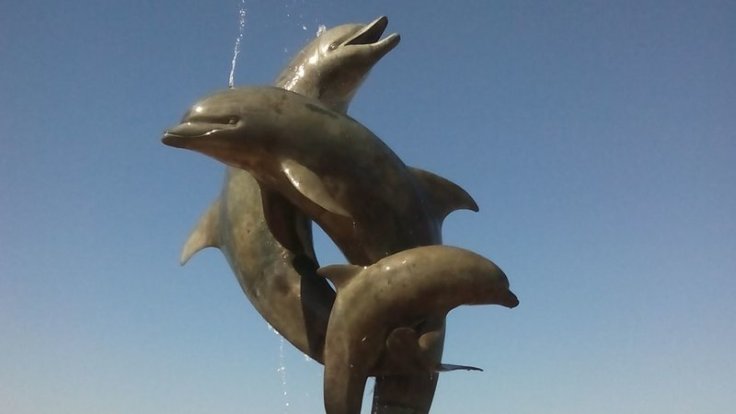 dolphins_vallarta