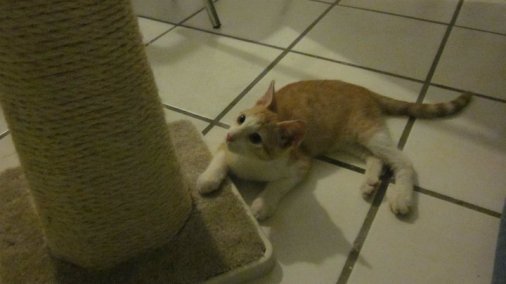 Baby Tangos first toy