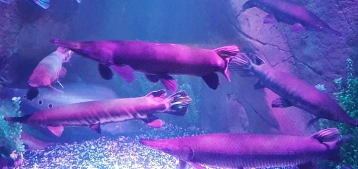 Pejelagartos en Acuario Inbursa